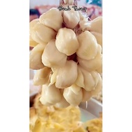 Biji BENIH BUAH TARAP ISI KUNING UNTUK SEMAIAN  ( BIJI FRESH , TARAP DARI SABAH )