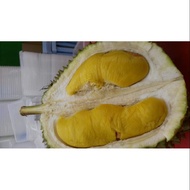PACKAGE 3 ANAK POKOK DURIAN MUSANG KING D197