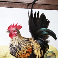 ayam hias kate ceper