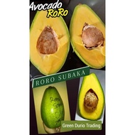 ANAK POKOK AVOCADO RORO & SAB 034
