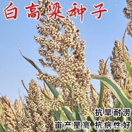 White Sticky Sorghum Seeds White Glutinous Sorghum Seeds Sorghum Seeds Sorghum-Resistant Drought-Re
