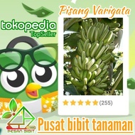 BIBIT PISANG VARIGATA