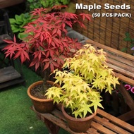 [Fast Germination] 50pcs Multicolor Maple Seeds Bonsai Blue Maple Tree Seeds Fresh Pot Tree Seeds Flower Seeds Vegetable Live Plants Air Plant Seed Indoor Plants for Sale Cny Plants Easy To Grow In The Local Home &amp; Garden Singapore Ready Stock