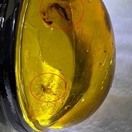 天然蟲珀 琥珀 波羅的海 金珀 戒指 5.7克 植物珀 花珀 非二代琥