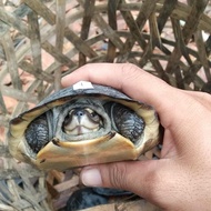 kura kura pipi putih