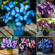 [E-commerce] Moonlight Butterfly Flower Seed Butterfly Seed Cordieria Flower Seed Courtyard Garden F