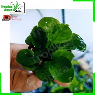 Anubias sp Gold Coin (round leaf) 金钱小榕 圆叶小榕 - aquarium aquatic plant [lowtech][long][epiphytes]