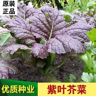 Purple Leaf Mustard Seed Mustard Seed Green Vegetable Cabbage Seed Original Four Seasons Vegetable S