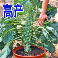 Authentic Hug Seeds Kale Seeds Spore Kale Seeds Vegetable Seeds High Fruit Rate Small Cabbage Lazy P