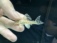 【Sus Aquatic】L333 ALBINO KING TIGER PLECO - 白子帝王迷宫【3 ~ 4cm】