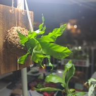 【苔療癒】植物上板/板植/禮物/觀葉植物/鹿角蕨