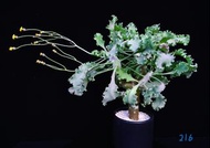 雪露厚敦菊　Othonna cremnophila B.Nord. & van Jaarsv / 塊根植物 Caudex / 另售象牙宮、龜甲龍、索馬里葡萄甕、念珠橄欖/ 多肉植物