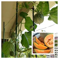 10 Rock Melon/Cantaloupe Australia Seeds from SG