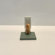 ［ 海洋堂 ］佐藤邦雄の動物たち「つれ◎◎◎」 扭蛋 CAPSULEQMUSEUM 小便扭蛋 屙尿扭蛋 動物小便扭蛋 動物屙尿扭蛋 動物們的小便時間 小便動物 屙尿動物 動物排排站 動物去廁所 老鼠屙