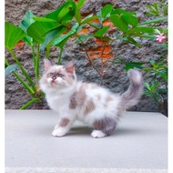 Kucing Persia Kitten/Himalaya/Bsh