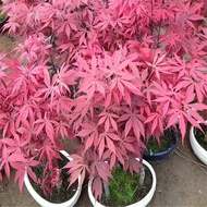 Wholesale Red Maple Seedlings Red Maple Potted Plant Seedlings Three Seasons Red