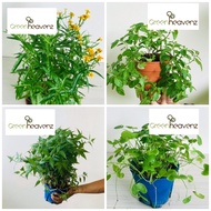 GHZ Pokok Herba Herbs Plant Rosemary|Coriander/Daun Sup|Parsley|Stevia|Lavender|Sage|Mosquito|Oregano|Mint|Lemon Balm|Thai Basil