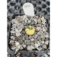 Augustfame - Astrophytum Asteria Variegated F8  兜锦 仙人球 cactus succulent