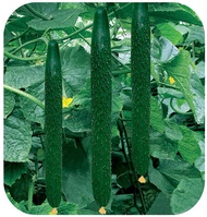 Benih Timun Jepun / Japan Cucumber Seeds / 日本黄瓜种子"15pcs