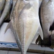 Ikan Kuwe GT/Bobara 1 kg