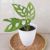 Janda Bolong / Monstera Adansonii / Monstera Adansoni / Monstera