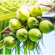bibit tanaman kelapa hijau wulung