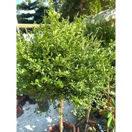 Citrus australasica/Finger Lime Tree/Fruit Plant/Outdoor Plants