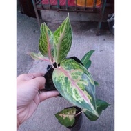 SALE!!! TAKE ALL 4+1 Gift!!! Diff Aglaonema Variety Live Fully Rooted Actual Plants