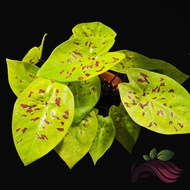 [Live Plant] Caladium Neon 140mm by LS Group