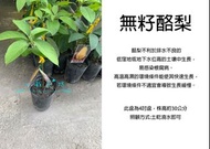 心栽花坊-無籽酪梨/4吋/嫁接苗/水果苗/酪梨品種/售價1600特價1400