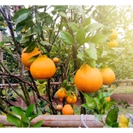 GO77 bibit jeruk dekopon paling manis sudah berbuah -