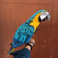 Burung blue and Gold Macaw Jinak