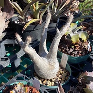 象牙宮 Pachypodium rosulatum var. gracilius