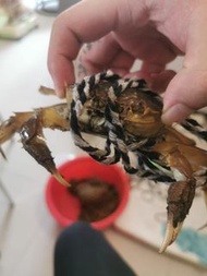 🦀 正宗江蘇大閘蟹 🦀 / 彭亨貓山王D197 AA果 / 檳城頂級黑刺