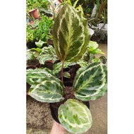 calathea medallion live plant