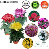 [ CUCI GUDANG !! ] PAKET 8 KRISAN ASTER BIBIT UNGGUL PROMO SUPER TANAMAN HIDUP BUNGA ASTER TANAMAN B
