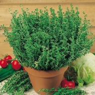 50 Summer Thyme seeds Herb seeds Garden seeds Plant seeds (fr SG)