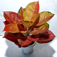 aglaonema kochin Red Leaf induk