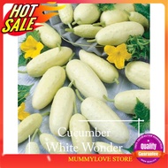 3 Pcs Salt &amp; Pepper Korean White Cucumber Seeds  Timun Putih, White Wonder, 白色黄瓜 - Mango Garden