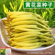 Golden Needle Vegetable Seeds Four Seasons Sowing Southern Seeds Edible One Year Healthy Vegetables 