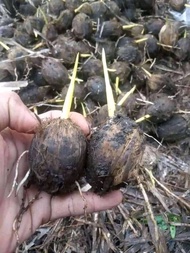 kecambah bibit pinang batara unggul 70 biji