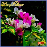 ❥ ∇ SALE!!! CUTTINGS ONLY!! with  (Rare Bougainvillea Cuttings)
