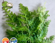 ``DAUN CAKAR AYAM. 12 BATANG