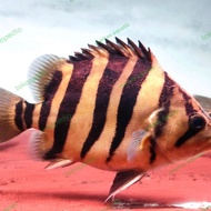 Name Datz Sumatra 20Cm