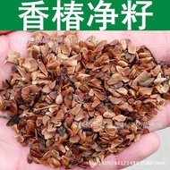 💕热销中💕林木种子 香椿种子 香椿树种子 香椿净籽 1件=1斤 3C2Z