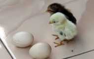 Telur Ayam Serama Berbenih Untuk dieramkan Telur Ayam Katik Baka elok Anak ayam incubator egg inkuba