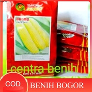 BIBIT BENIH UNGGUL JAGUNG MANIS VARIETAS BIMO - BENIH JAGUNG MANIS  BIBIT JAGUNG