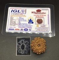 10 Mukhi 30.07mm 6.55Gms Nepal Rudraksha /Ten Face/ Lord Vishnu Collector Bead with Complete 10 Seed