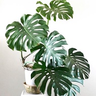 Monstera Deliciosa/Swiss Cheese Plant (REAL)