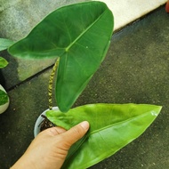 alocasia zebrina